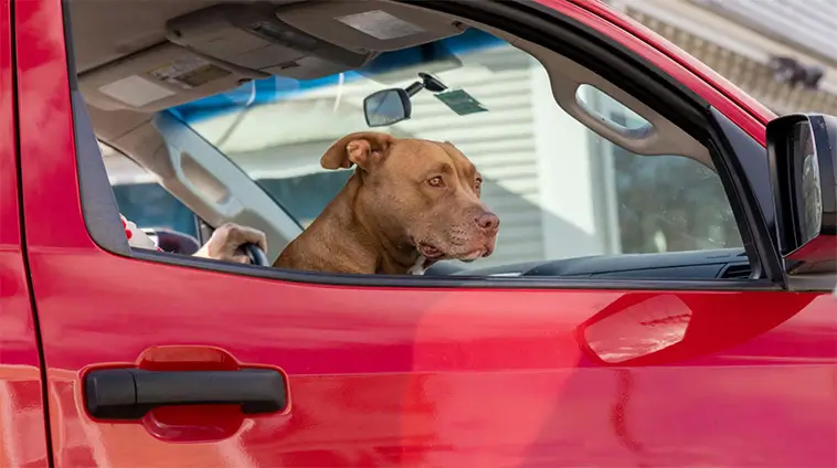 Länsstyrelsens uppmaning: Lämna aldrig hunden i bilen – sommarvärmen kan bli livsfarlig