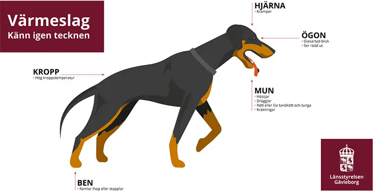 Länsstyrelsens uppmaning: Lämna aldrig hunden i bilen – sommarvärmen kan bli livsfarlig