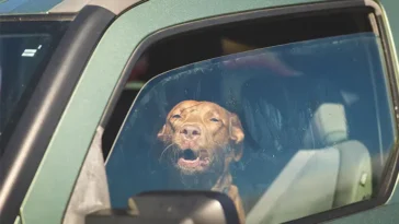 Länsstyrelsens uppmaning: Lämna aldrig hunden i bilen – sommarvärmen kan bli livsfarlig