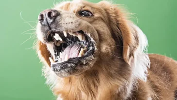 Åländsk hund avlivad efter neurologiska symtom – misstänkt rabies utesluten