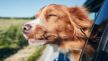 Nästan var tionde hund åker oskyddad under bilsemestern