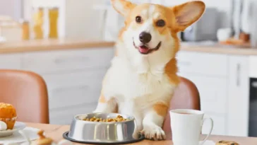 Expertens tips: Den oväntade ingrediensen som kan förlänga din hunds liv