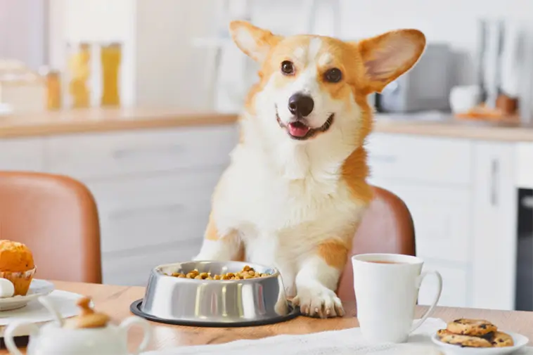 Expertens tips: Den oväntade ingrediensen som kan förlänga din hunds liv