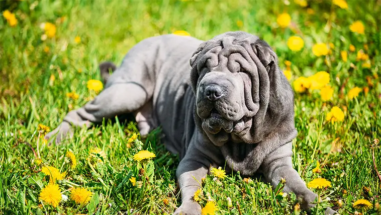 PETA stämmer American Kennel Club – vill stoppa avelskrav på populära hundraser