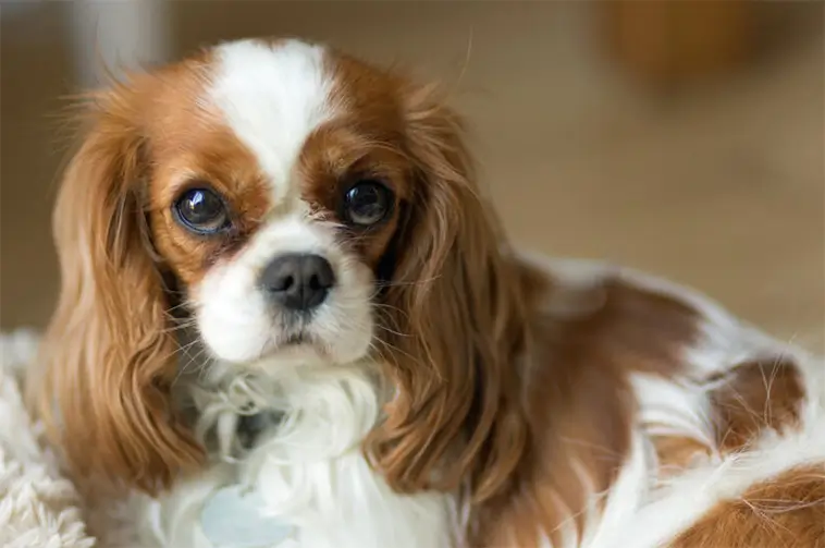 PETA stämmer American Kennel Club – vill stoppa avelskrav på populära hundraser