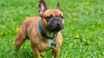 PETA stämmer American Kennel Club – vill stoppa avelskrav på populära hundraser