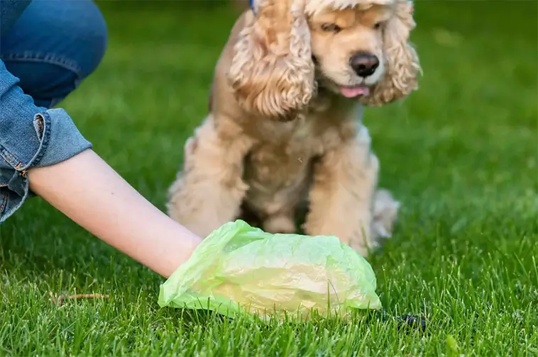 Forskare i Storbritannien ska börja samla in hund- och kattbajs – men det är av god anledning