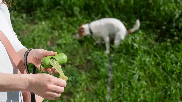 Forskare i Storbritannien ska börja samla in hund- och kattbajs – men det är av god anledning