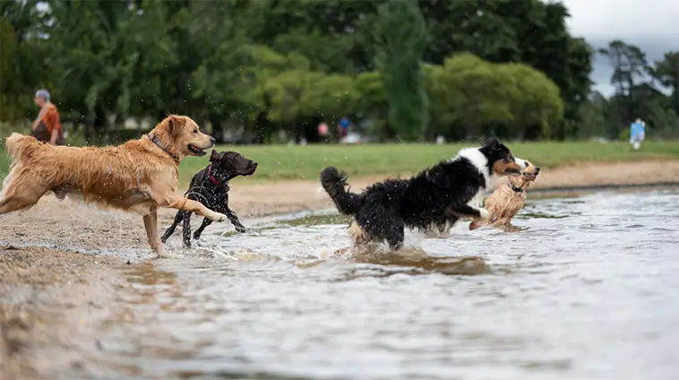 Skydda din hund i extremvärmen – så undviker du farorna