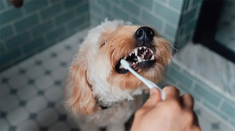 Många hundägare missar tidiga tecken på tandproblem – så vet du om din hund har ont
