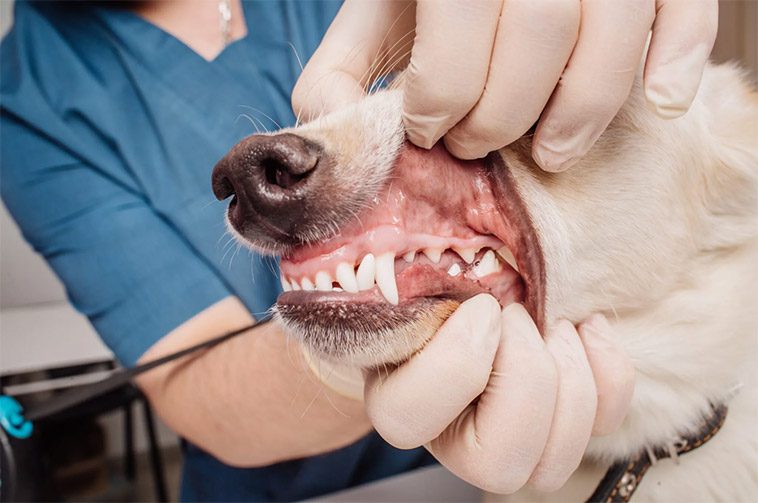 Många hundägare missar tidiga tecken på tandproblem – så vet du om din hund har ont