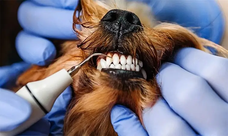 Många hundägare missar tidiga tecken på tandproblem – så vet du om din hund har ont