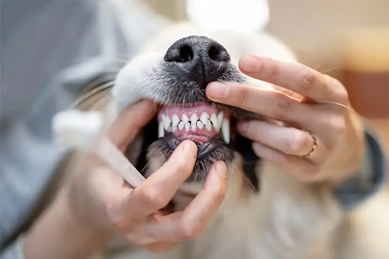 Många hundägare missar tidiga tecken på tandproblem – så vet du om din hund har ont