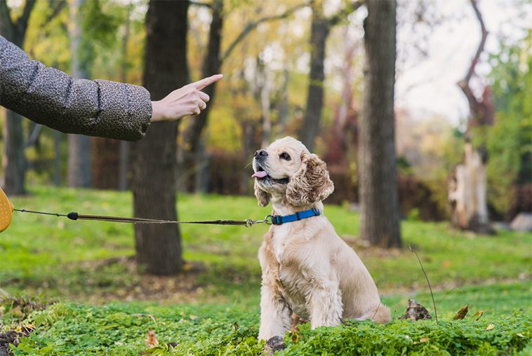 Expertens råd: Tre saker alla hundägare bör ha för att lyckas med träningen