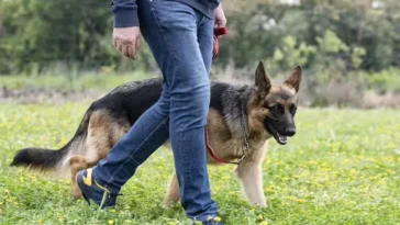 Expertens råd: Tre saker alla hundägare bör ha för att lyckas med träningen
