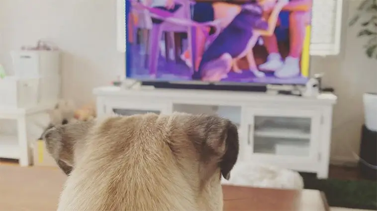 Din hund kan föredra vissa TV-program – ny forskning visar varför