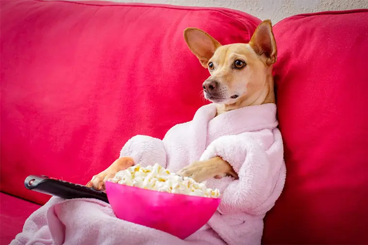 Din hund kan föredra vissa TV-program – ny forskning visar varför