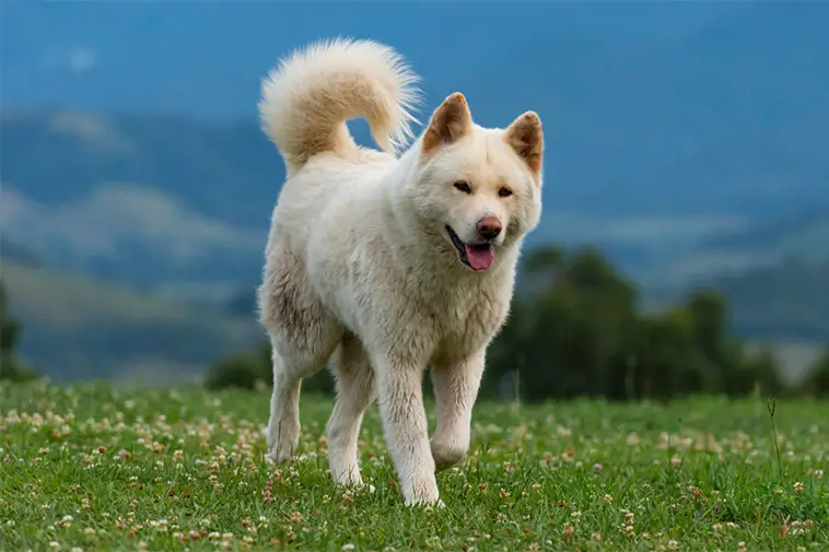 Topp 10 hundraser med bäst vaktinstinkt och skyddsförmåga:
#1: Akita