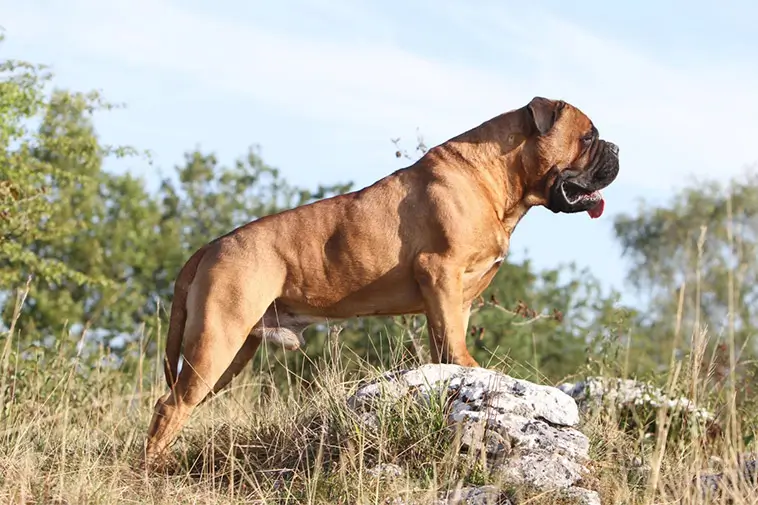 Topp 10 hundraser med bäst vaktinstinkt och skyddsförmåga:
#3: Bullmastiff