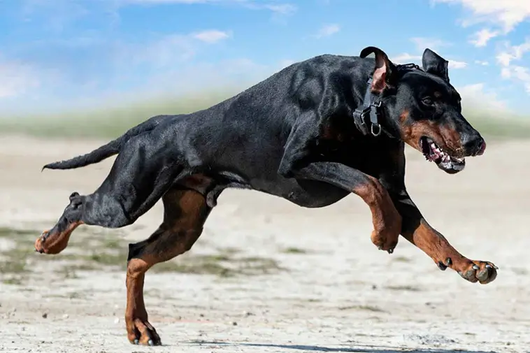 Topp 10 hundraser med bäst vaktinstinkt och skyddsförmåga:
#5: Dobermann