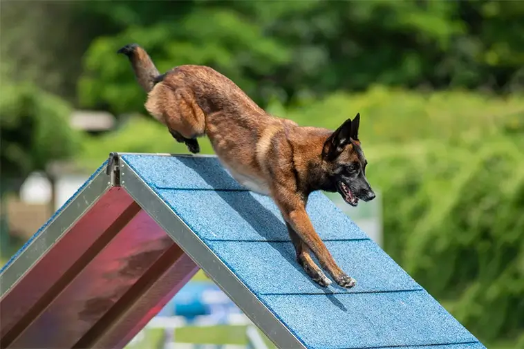 Topp 10 hundraser med bäst vaktinstinkt och skyddsförmåga:
#2: Belgisk Vallhund (Malinois)