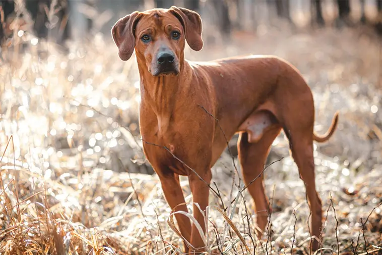 Topp 10 hundraser med bäst vaktinstinkt och skyddsförmåga:
#8: Rhodesian Ridgeback