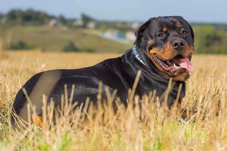 Topp 10 hundraser med bäst vaktinstinkt och skyddsförmåga:
#9: Rottweiler