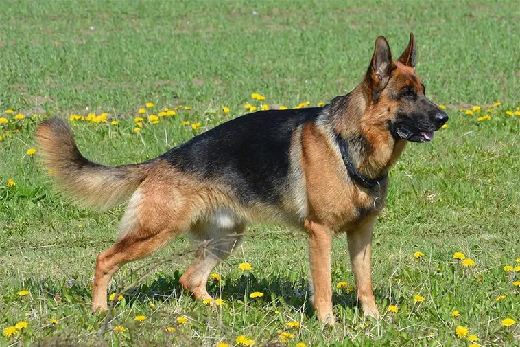 Topp 10 hundraser med bäst vaktinstinkt och skyddsförmåga:
#6: Tysk Schäferhund