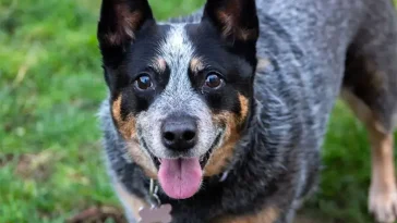 Veterinär listar fem hundraser som sällan behöver besöka veterinären