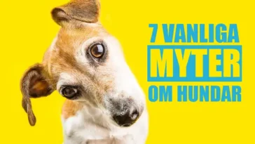 Hundexperterna slår hål på myterna – det här har du fel om