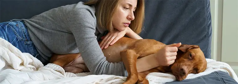 AI ska hjälpa hundägare – ny chattbot guidar vid sjukdomssymptom