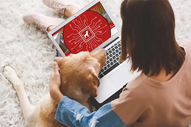 AI ska hjälpa hundägare – ny chattbot guidar vid sjukdomssymptom