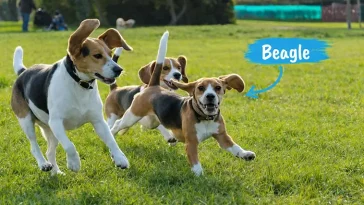 Beagle – från jaktmarker till familjens favorit