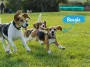 Beagle – från jaktmarker till familjens favorit