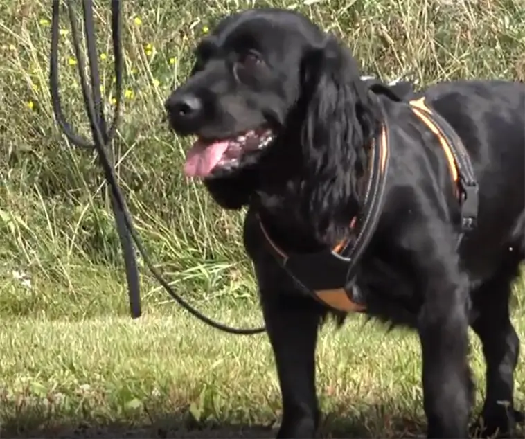 Cocker Spanieln Vilja avslöjar dolda vattenläckor i Sverige
