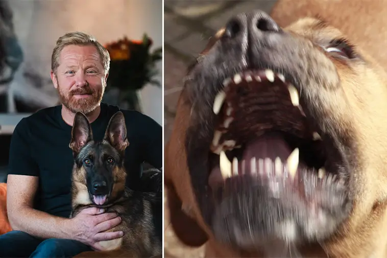Hundcoachen Fredrik Steen: "Så skapar vi bättre förståelse för missförstådda hundar"