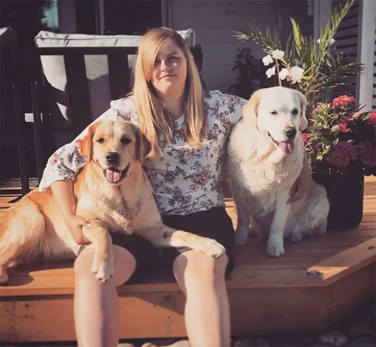 Golden Retrievern Sola överraskade med 14 valpar i första kullen