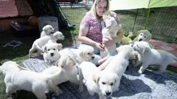Golden Retrievern Sola överraskade med 14 valpar i första kullen