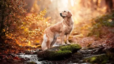 Allt fler hundar registreras i Västernorrland – och här har Golden Retriever tagit över som den populäraste rasen