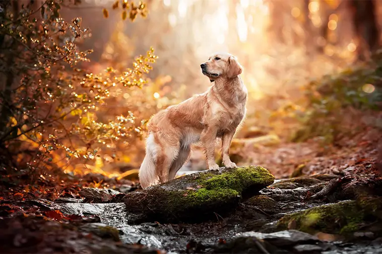 Allt fler hundar registreras i Västernorrland – och här har Golden Retriever tagit över som den populäraste rasen