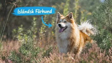 Robust, lojal och glad: Lär känna den Isländska Fårhunden