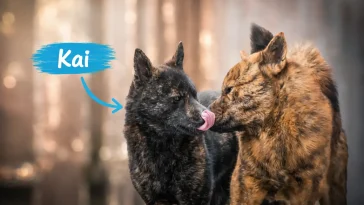 Upptäck Kai: Den japanska hunden med stolta traditioner och stark personlighet