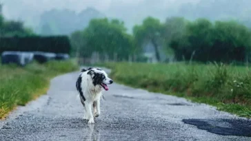 När hunden känner sig borttappad – en djupdykning i "Lost Dog Syndrome"