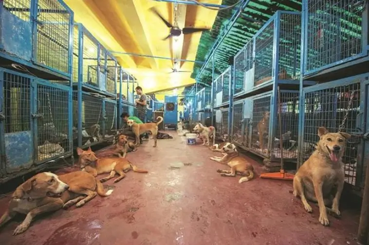New Delhi inför massinfångning av gatuhundar – invånare splittrade över beslutet