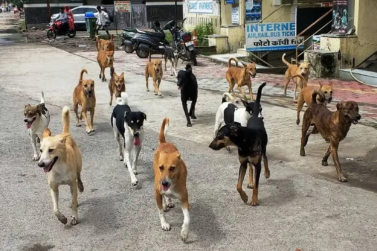 New Delhi inför massinfångning av gatuhundar – invånare splittrade över beslutet