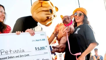 Petunia utsedd till världens fulaste hund – men charmade alla på vägen till titeln