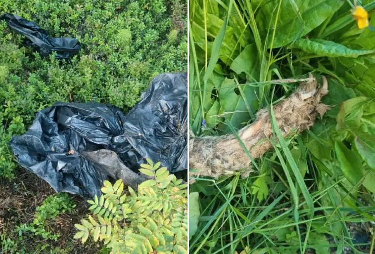 Sandra fann död hund i skogen: "Så gör man inte mot sin bästa vän"