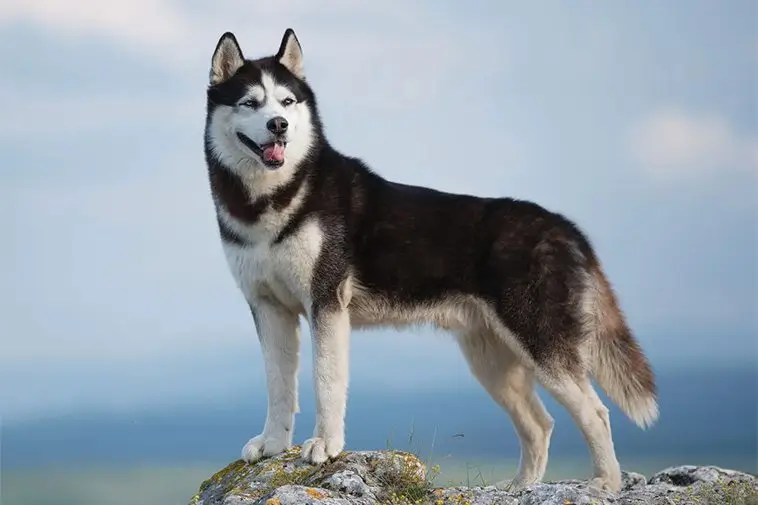 Hundfrisören varnar: Därför ska du inte raka de här 14 hundraserna