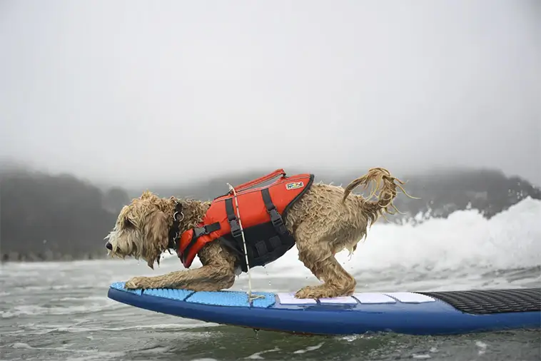 Vågmästare på fyra ben: Hundar från hela världen tävlade i VM i hundsurfning