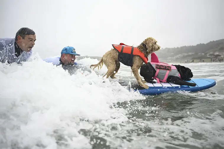 Vågmästare på fyra ben: Hundar från hela världen tävlade i VM i hundsurfning